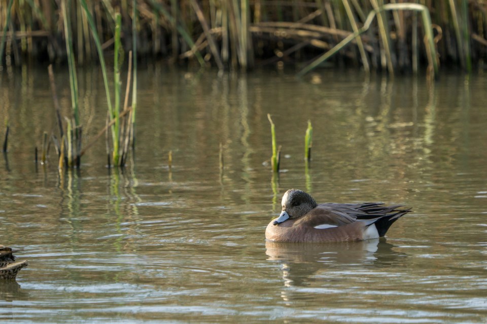 WoodDuck