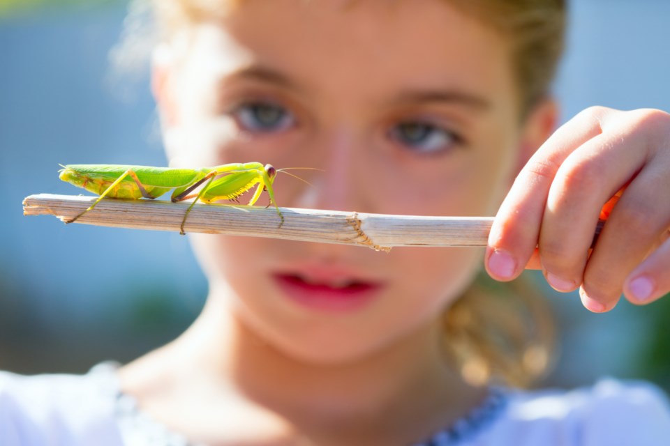 nature_bugs_kid_stock