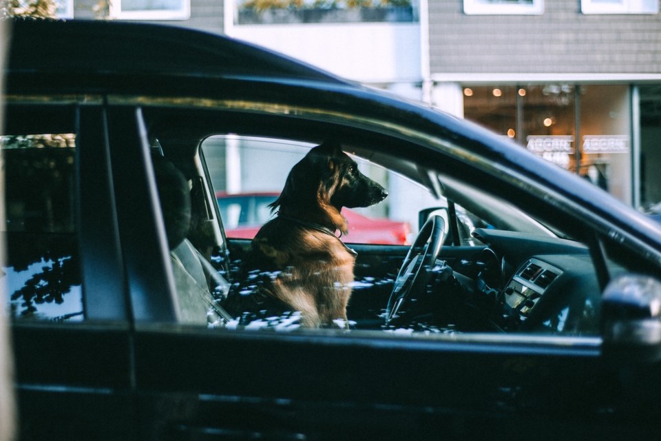 2021-06-18 - Dog in car stock image 