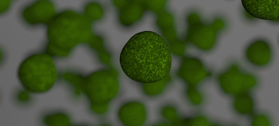 blue green algae