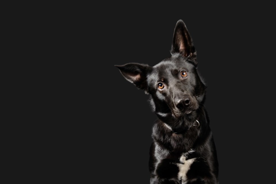 dog 3