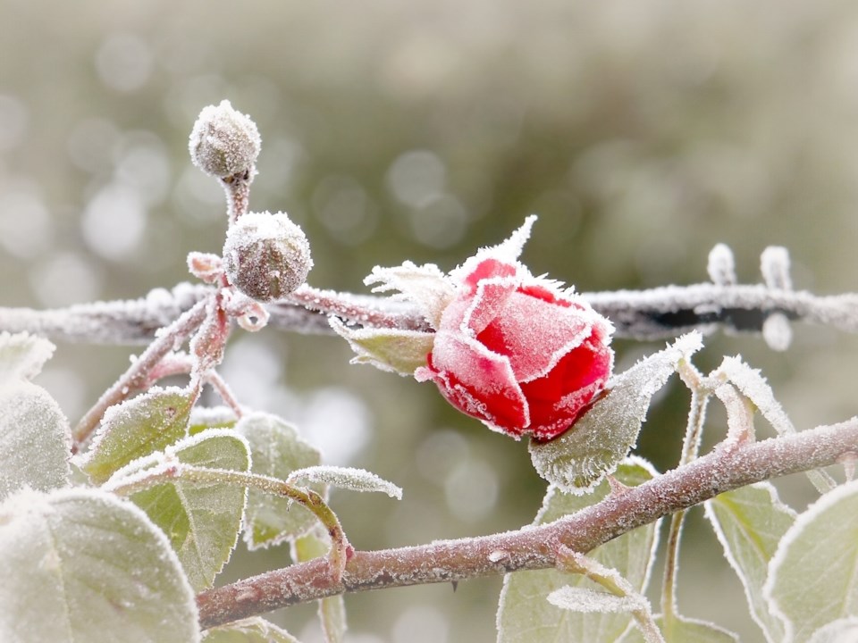 Frost advisory in effect for Timmins - Timmins News