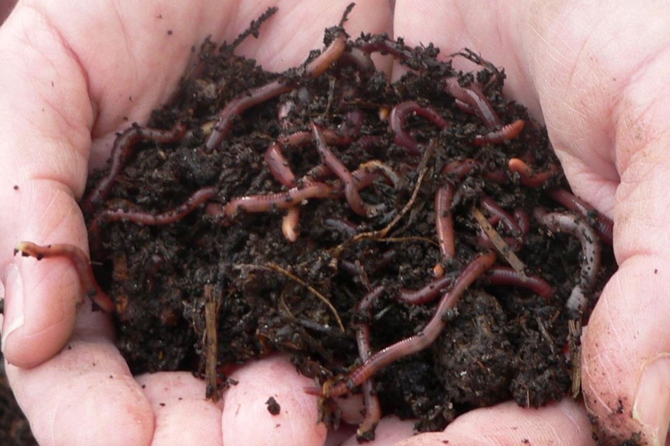 general_composting_worms