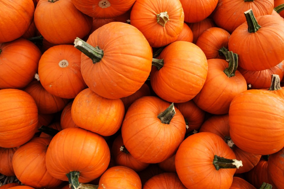 pumpkins (1)