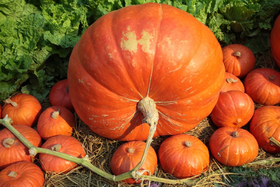 PumpkinShutterstock