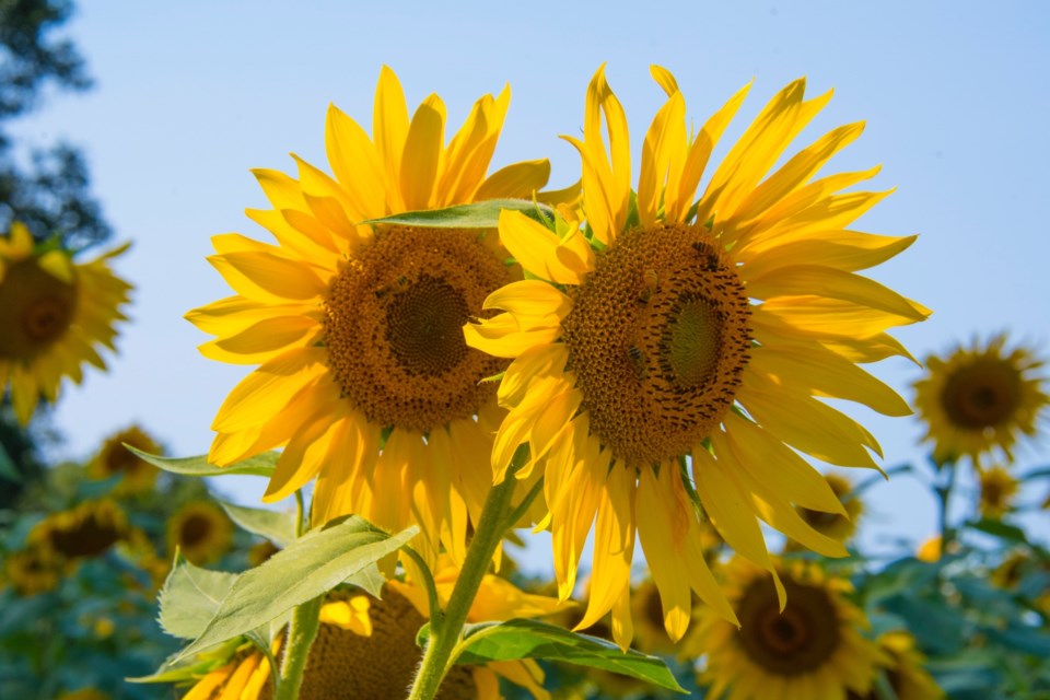 Sunflower Stock Image
