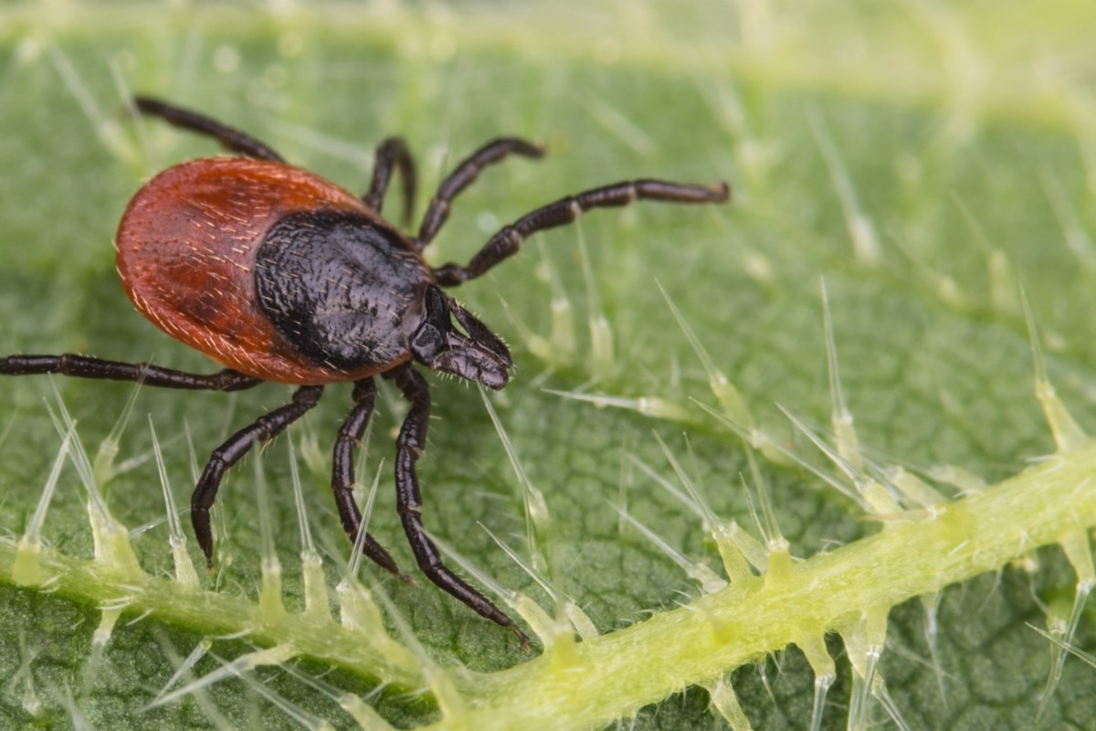 Symptoms of lyme disease include fever, headache, chills, muscle and joint pain, and fatigue