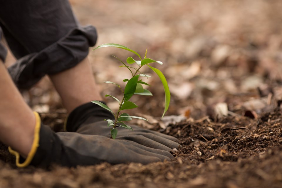 20160503treeplanting