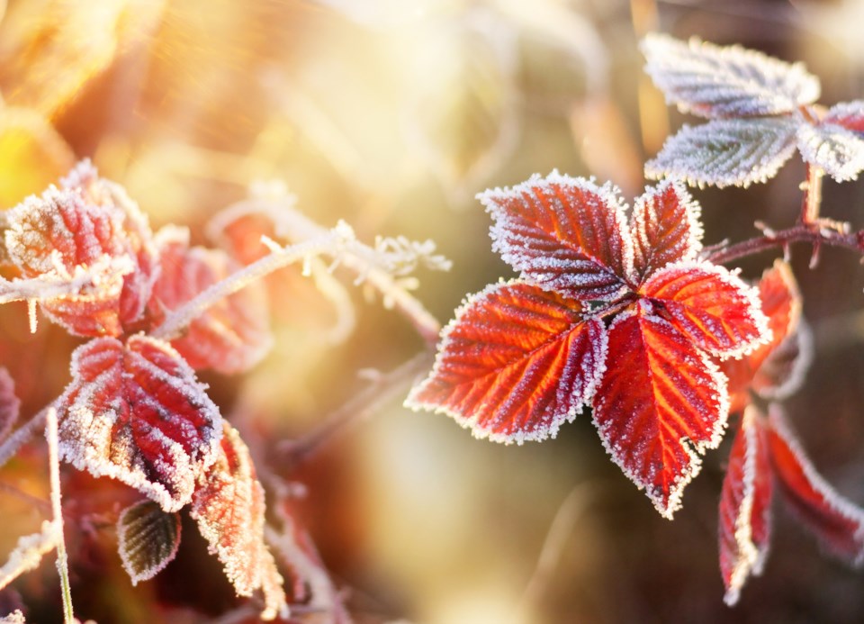 frostadobestock_140218986