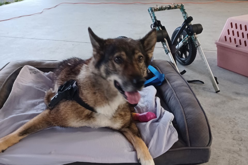 Gem has lived in Thunder Bay with Erin Manahan since being flown in from Sandy Lake nine years ago. Gem needs a 2-wheeled cart to walk but enjoys hiking, swimming and kayaking with her person.