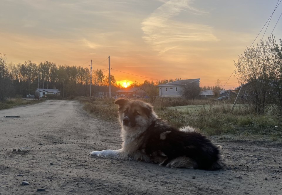 do-not-use-eabametoong-dog