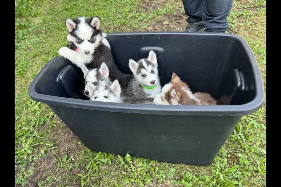 Five puppies wait to see veterinary professionals in Ginoogaming in late May 2025. 