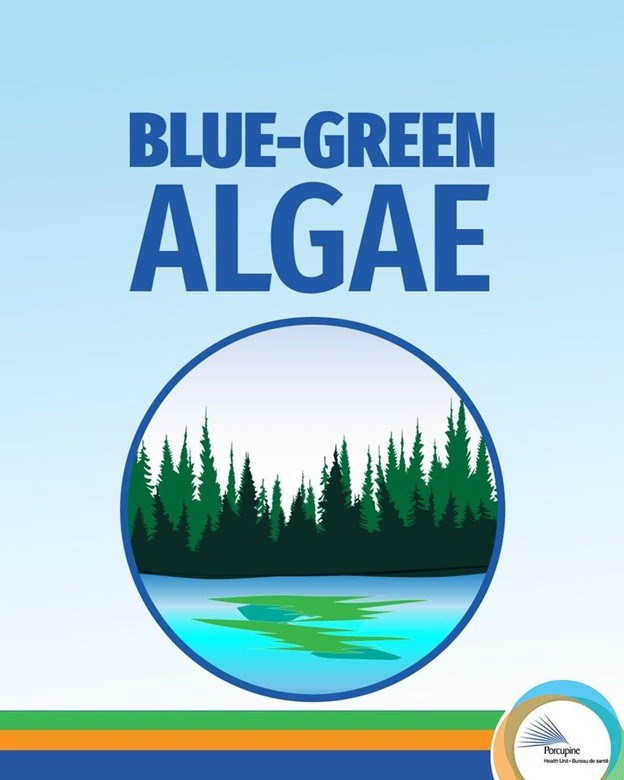 green algea photo 2
