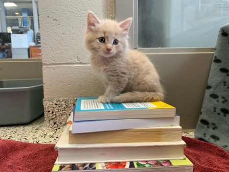 Helping our pets cope with scheduling change important according to Ontario's SPCA.
photo courtesy of media@Ontario' SPCAontariospca.ca
