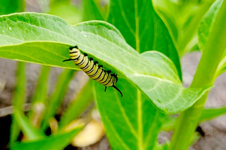 Schreiber caterpillar