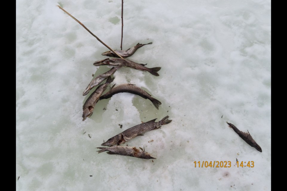 manitouwadge-fish