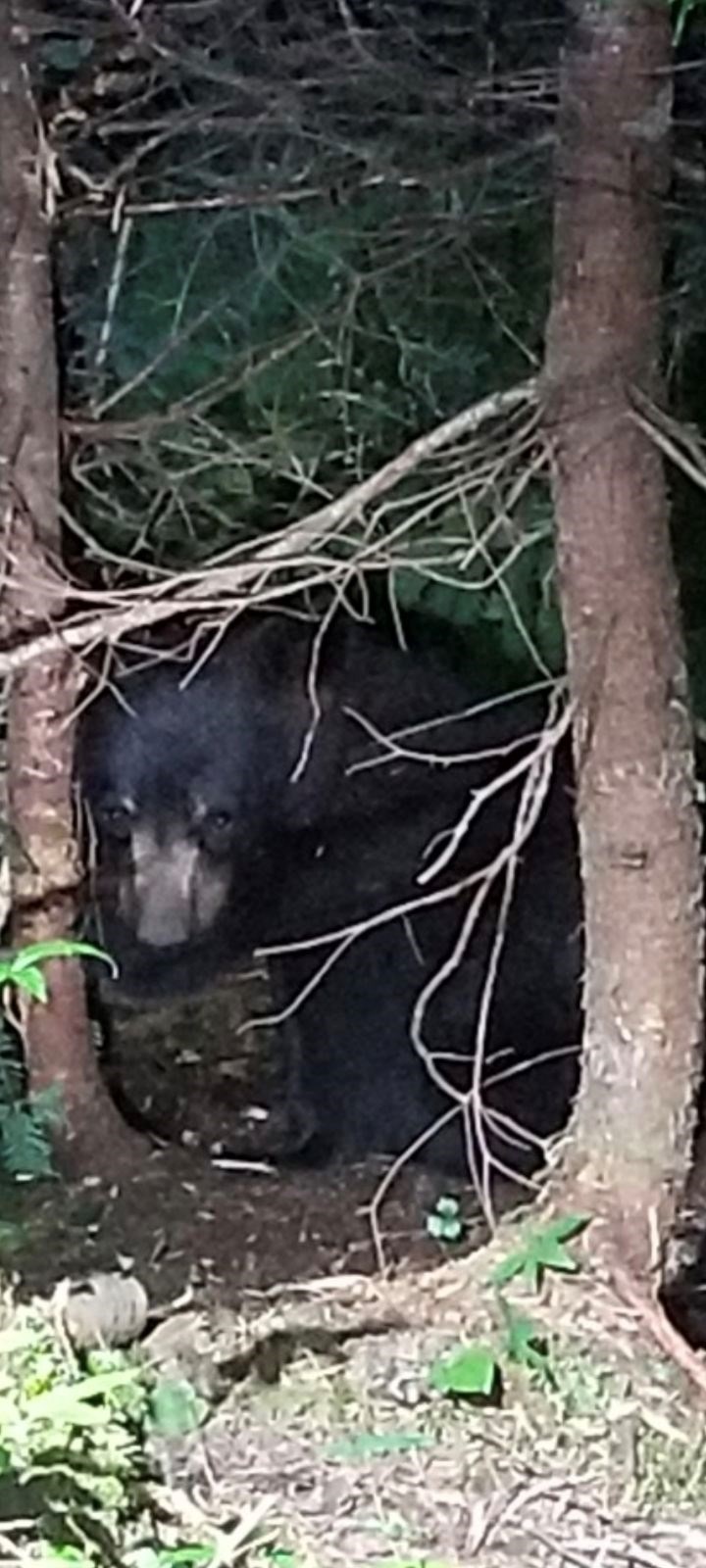 bear-picture