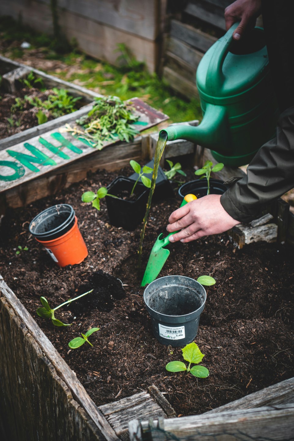 unsplash-gardening-plants
