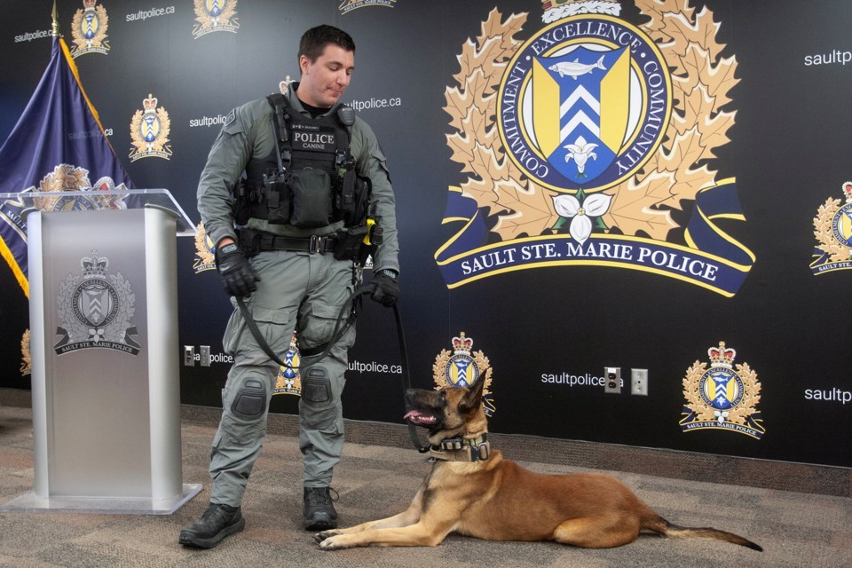 20240118saultpolicedogbenka02