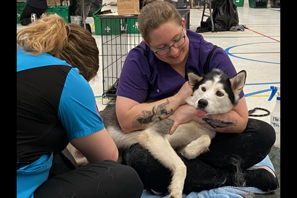 A dog rests playfully in the recovery section of the animal clinic after a procedure (June 2024).