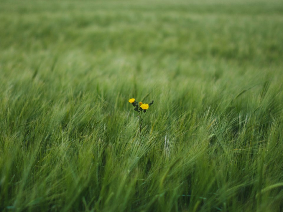 will-unsplash-weeds-field