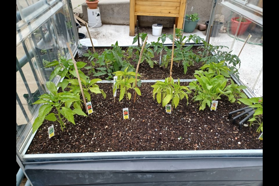 Peppers grow at Geraldton District Hospital on June 23, 2025.