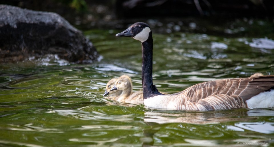 Baby geese_