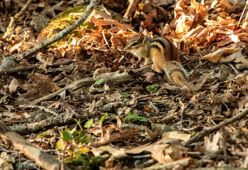 Chipmunk