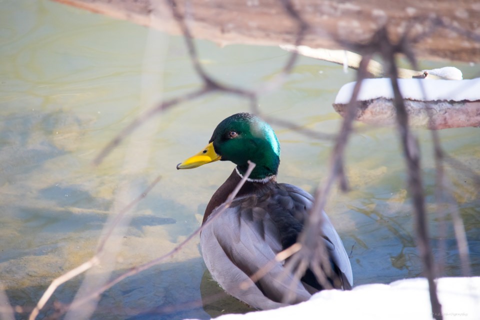 Mallard_ (002)