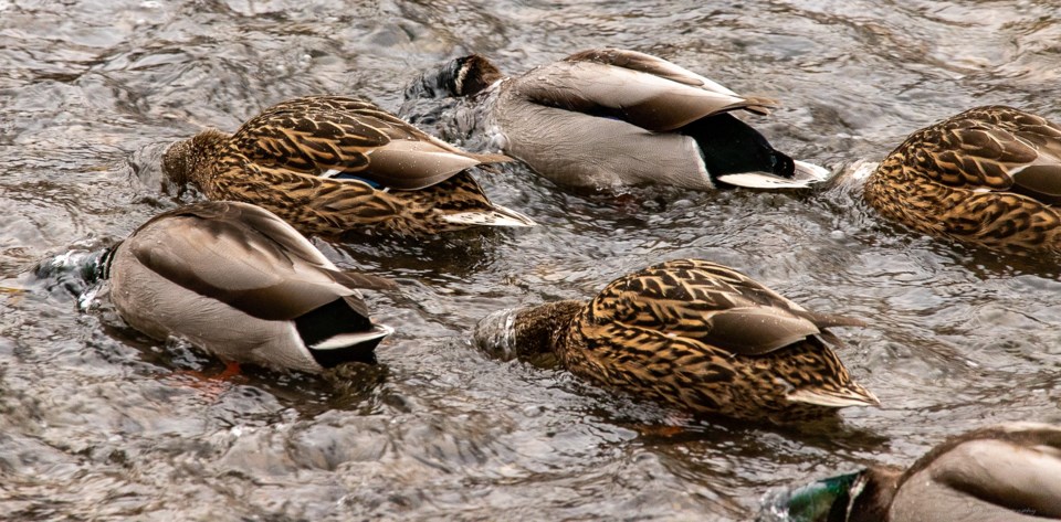 Mallards_