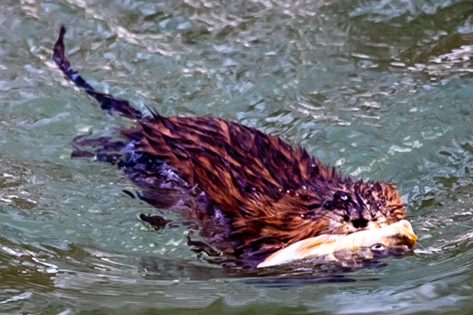 Muskrat with fish_