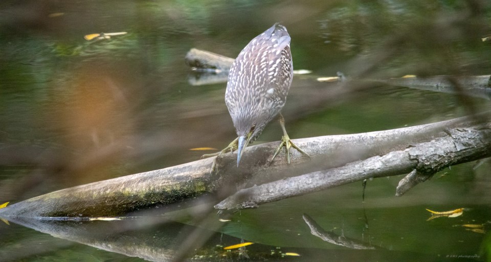 Night heron_