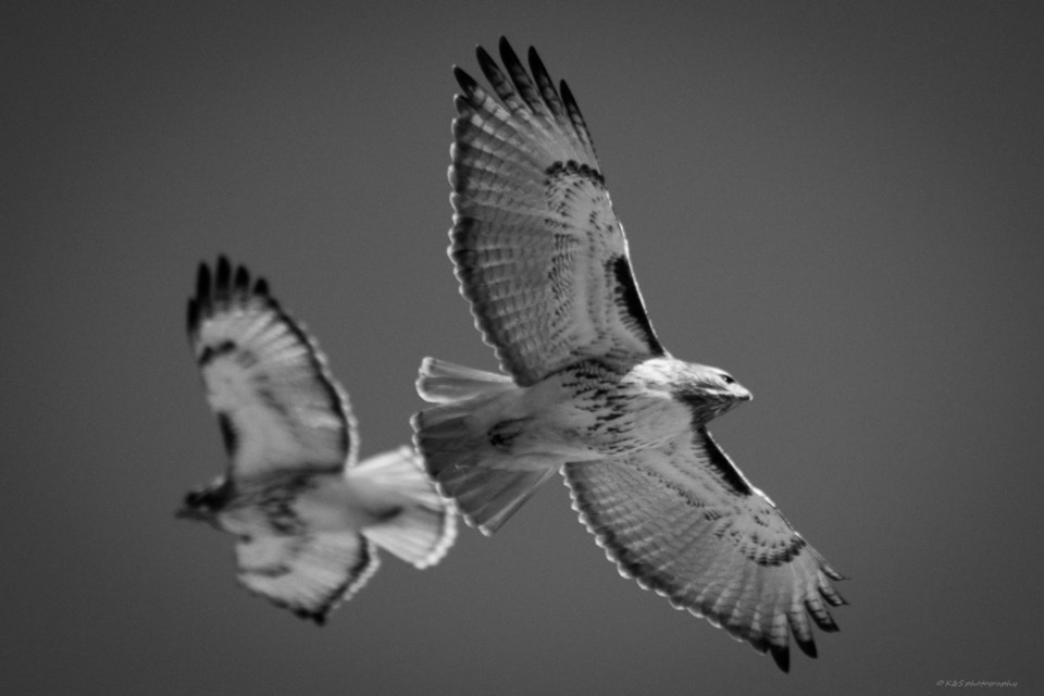 Red tail hawk_