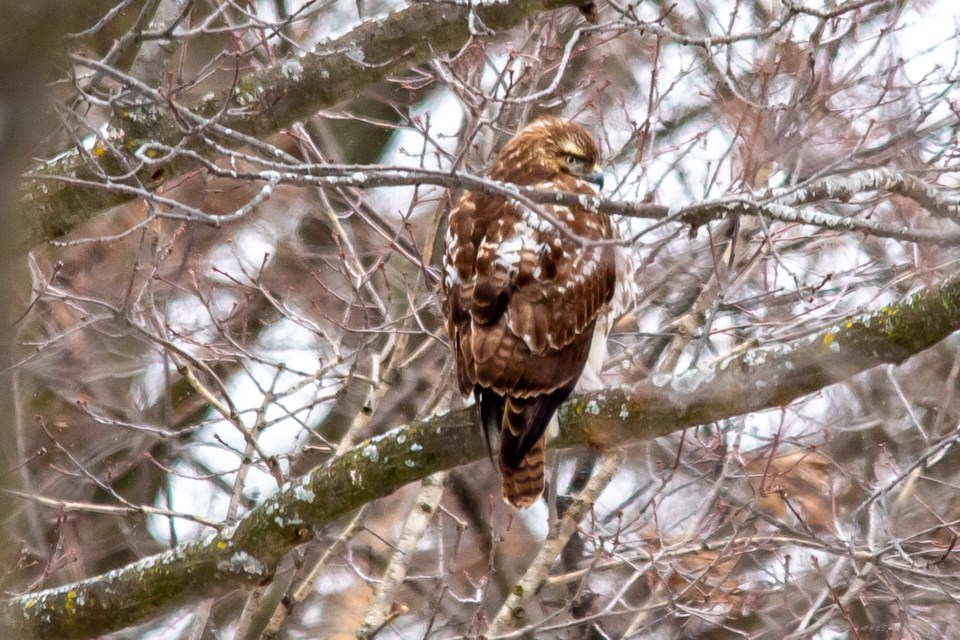 Redtail hawk, Steven Marcotte1