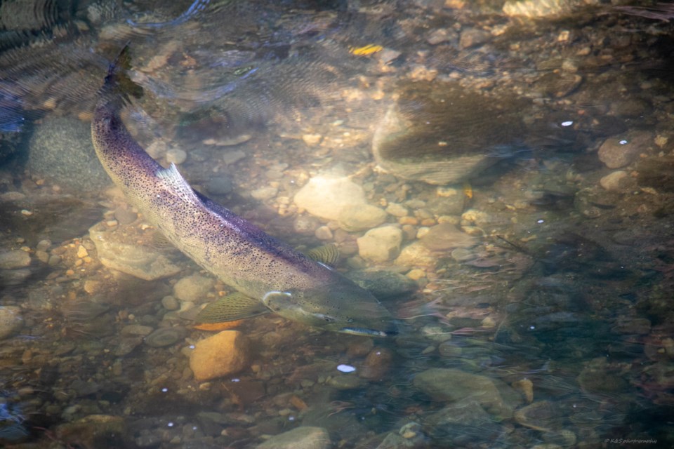 Salmon spawning_
