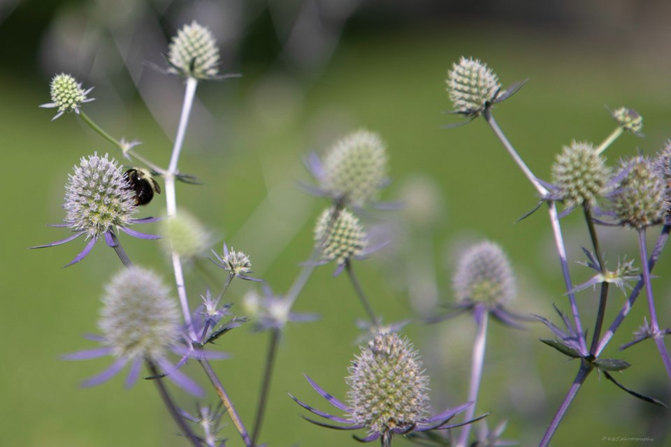 Summer flowers_