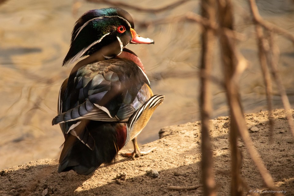 Wood  duck_