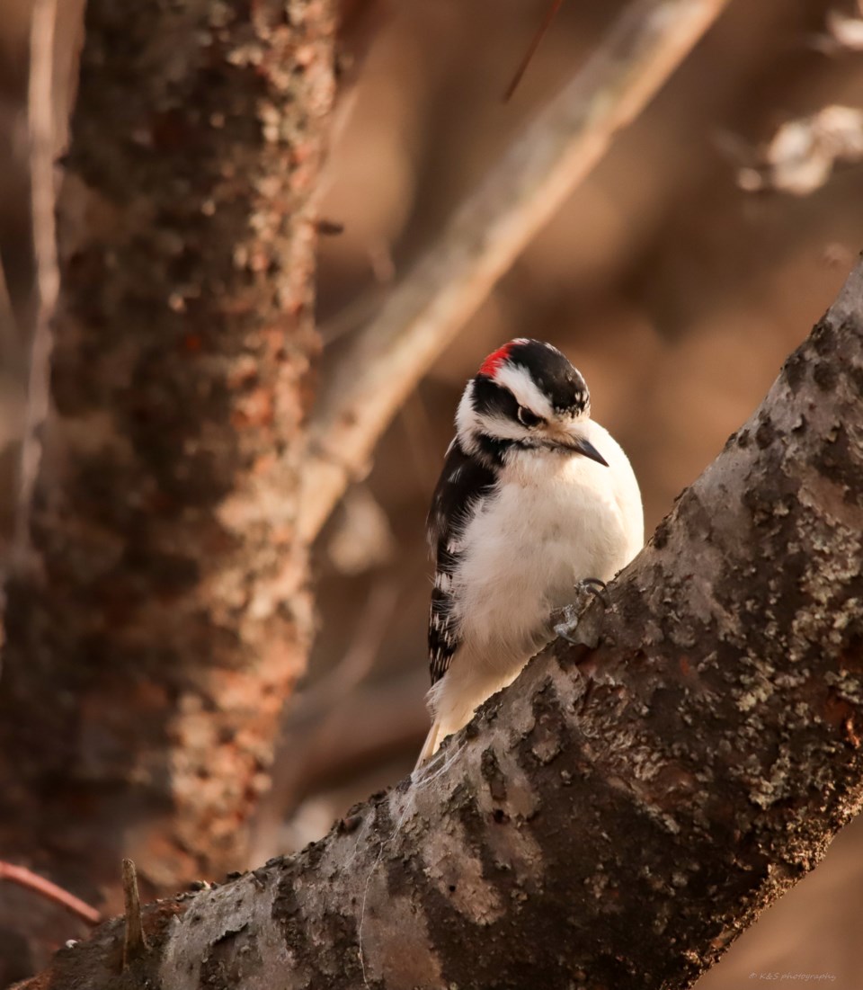 woodpecker_