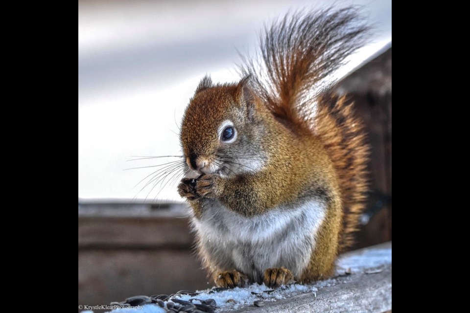 Capturing nature in the moment gives her peace, says Sault photographer