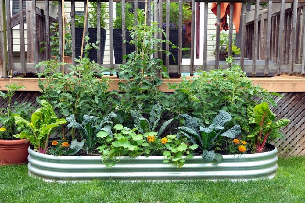 Maximize your summer harvest with companion planting