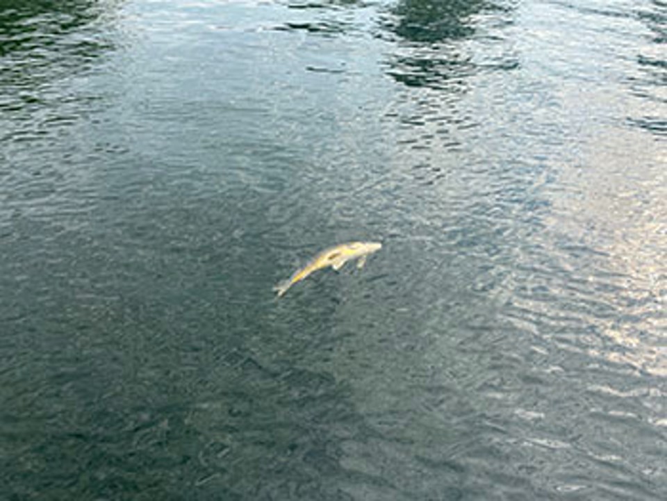 Dead fish, aquatic animals normal after spring melt, MDNR says - SooLeader