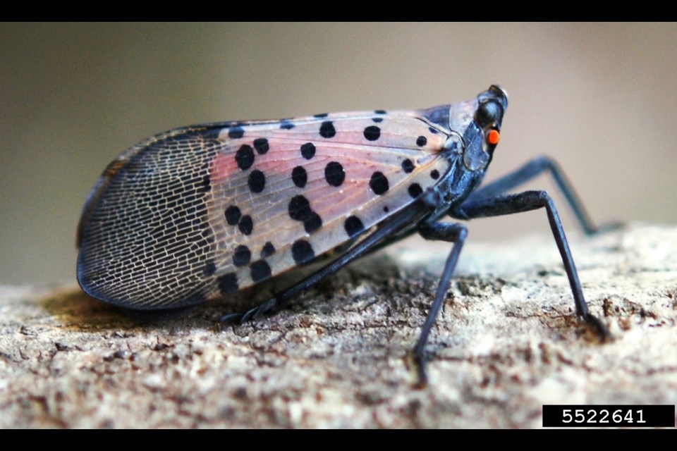 Spotted lanternflies are more likely to be seen with wings folded. Look for grey to brown wings with black spots, and black-striped wing tips.