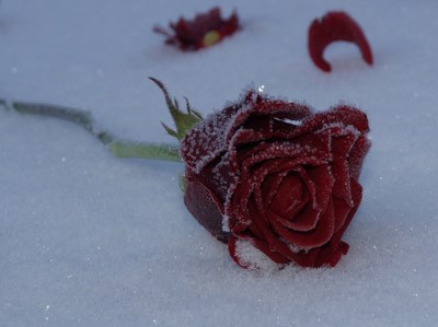 red-rose-in-snow