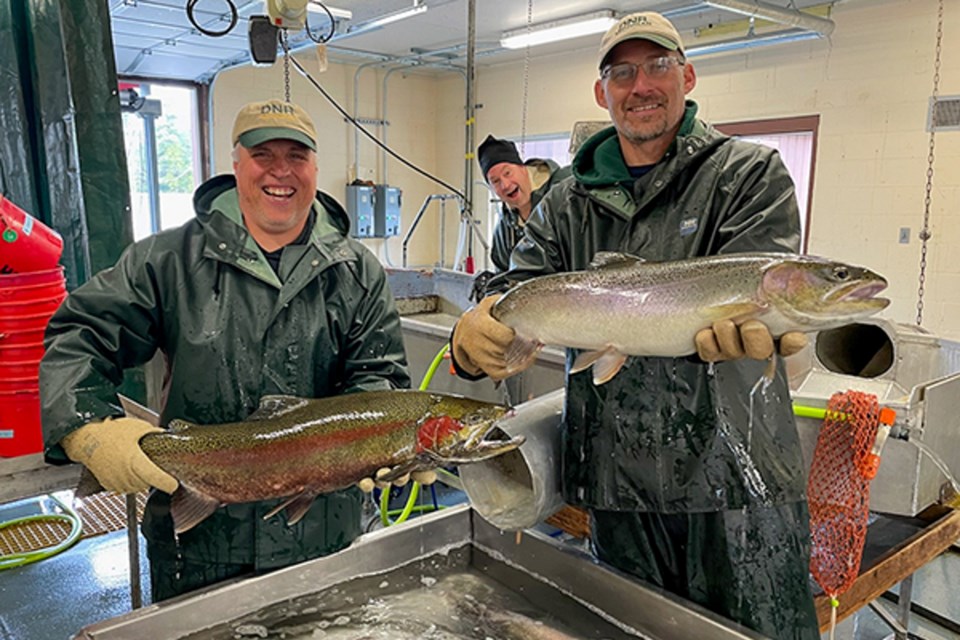 Michigan Department of Natural Resources fisheries technician Mike Wilson drives the electrofishing boat while fisheries biologist Mark Tonello and fisheries technician Matt Smith capture adult walleye in the Muskegon River downstream of Croton Dam.