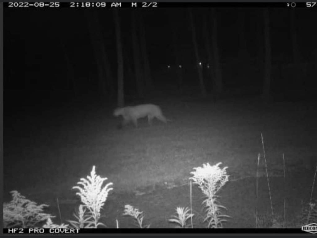 Vedere un puma vicino alla scuola dall’altra parte del fiume