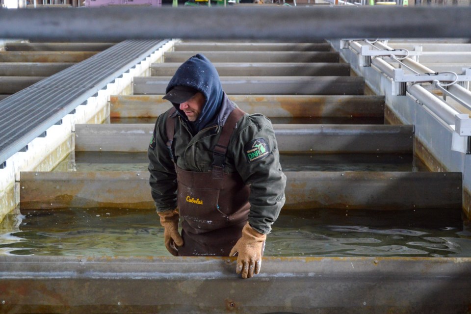 Michigan Department of Natural Resources fisheries technician Jody Johnston is shown installing baffles in a raceway at the Harrietta State Fish Hatchery.
Photo supplied