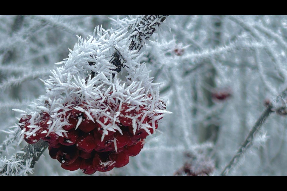 Hoar frost developed Friday night and Saturday night across the area providing some natural beauty.