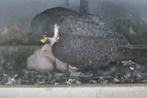 Peregrine falcons return to International Bridge with new hatchlings