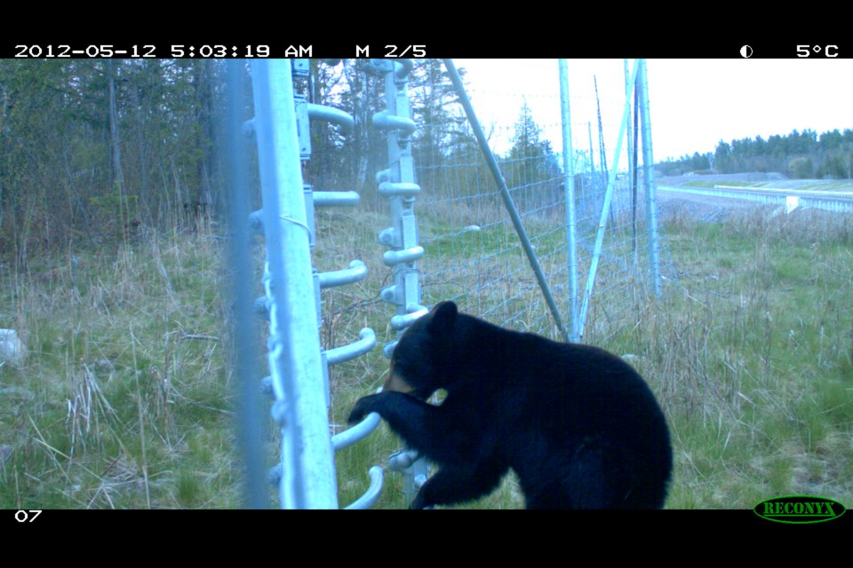 Check out this bear utilizing the turnstile as an escape route.