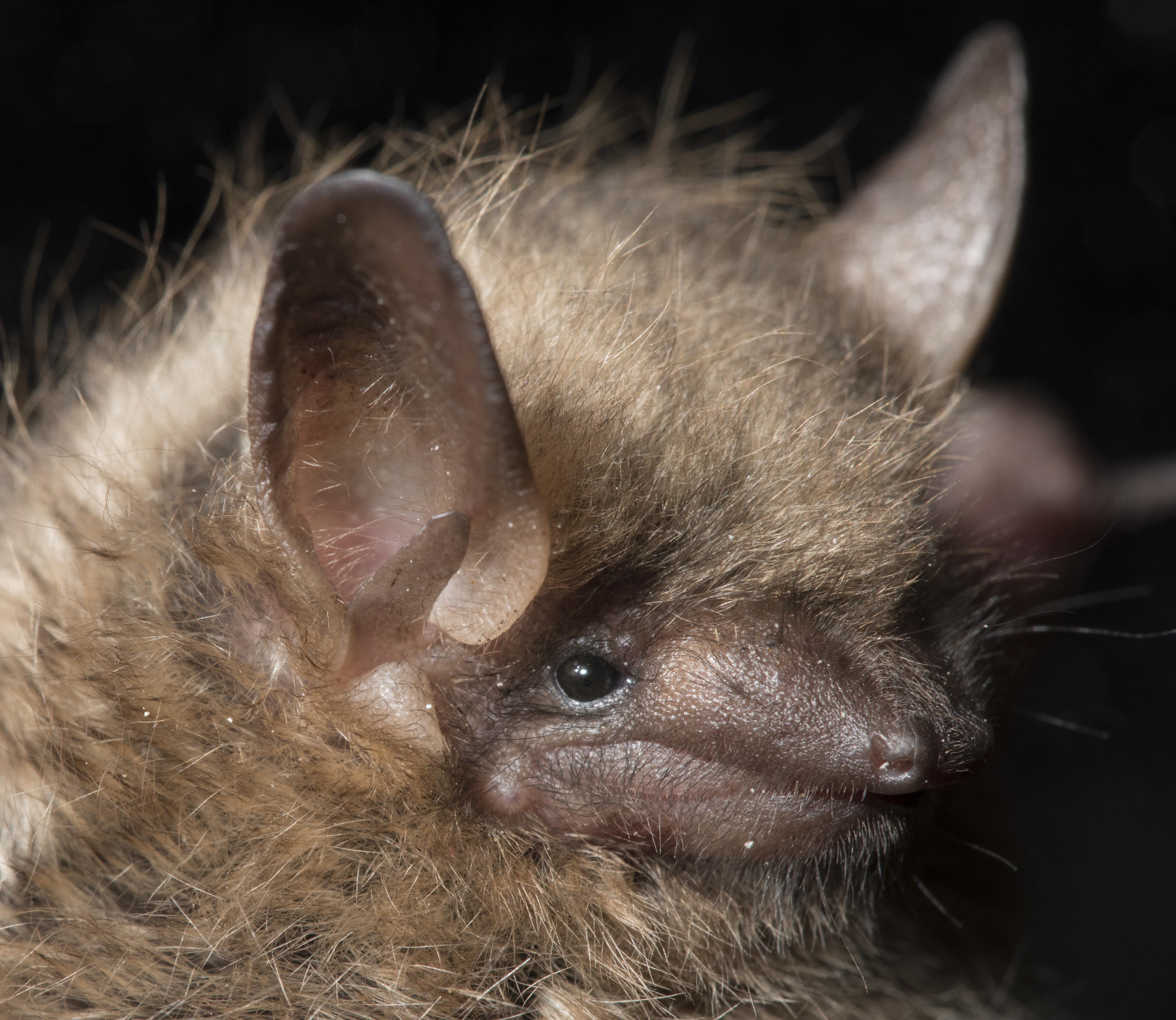 Are The Bats Back 4 Photos Sootoday Com
